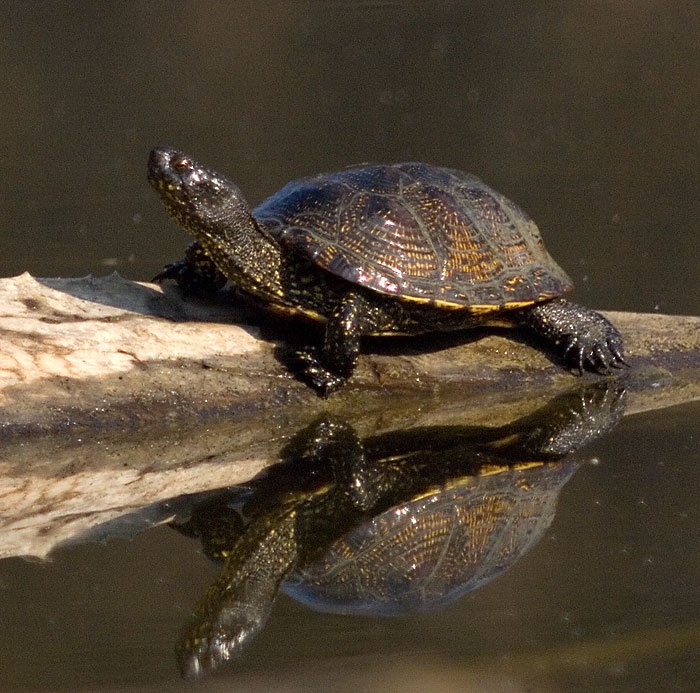 Nowy rezerwat przyrody chroniący żółwie błotne - ZielonaGospodarka.pl