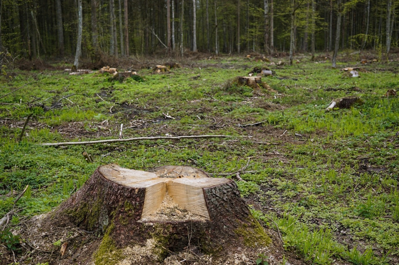 Odpowie za zlecenie wycinki drzew na terenie chronionym Krainy Wielkich Jezior Mazurskich - ZielonaGospodarka.pl