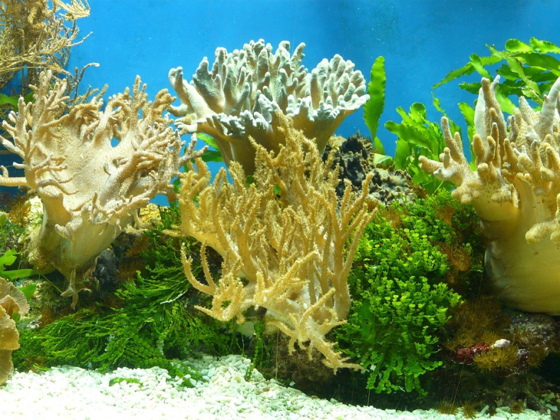 Funkcjonariusze mazowieckiej KAS uratowali 10 żywych koralowców, które trafiły do zoo - ZielonaGospodarka.pl