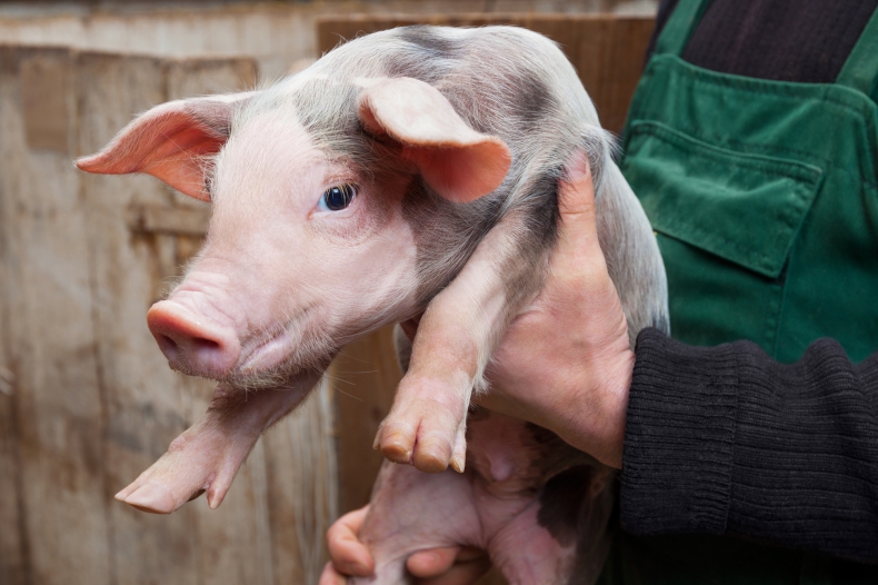 Wsparcie dla hodowców świń, którzy ucierpieli z powodu rosyjskiej inwazji na Ukrainę - ZielonaGospodarka.pl