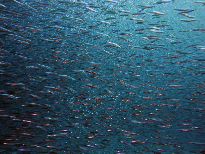  Przyszłość to mniejsze ryby w głębinach cieplejszych oceanów - ZielonaGospodarka.pl