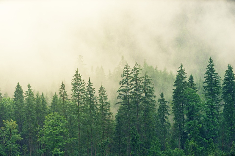 Niemieckie lasy są zagrożone; chorych jest nawet cztery na pięć drzew - ZielonaGospodarka.pl