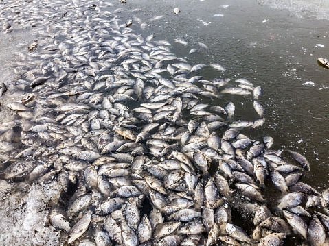 Silne zanieczyszczenie wód - co najmniej 40 ton martwych ryb na brzegu rzeki - ZielonaGospodarka.pl
