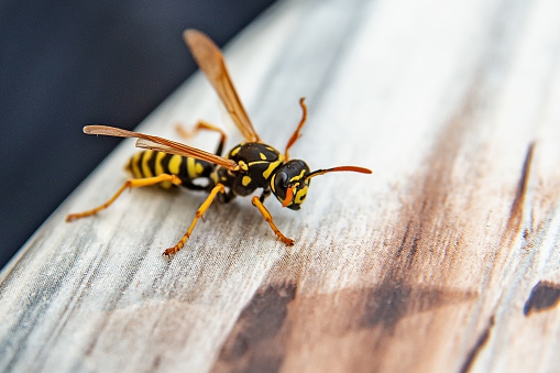 Naukowcy: osy są tak samo wartościowe dla środowiska, jak pszczoły - ZielonaGospodarka.pl
