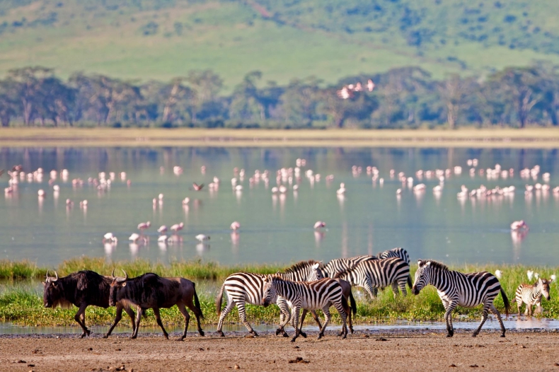 Populacja dzikich zwierząt w Tanzanii jest zagrożona - ZielonaGospodarka.pl