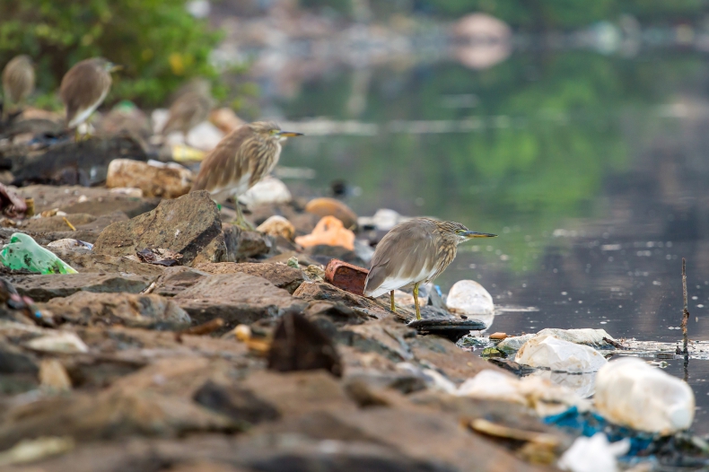  W organizmach ptaków stwierdza się mnóstwo plastiku, naukowcy mówią o "plastikozie" - ZielonaGospodarka.pl