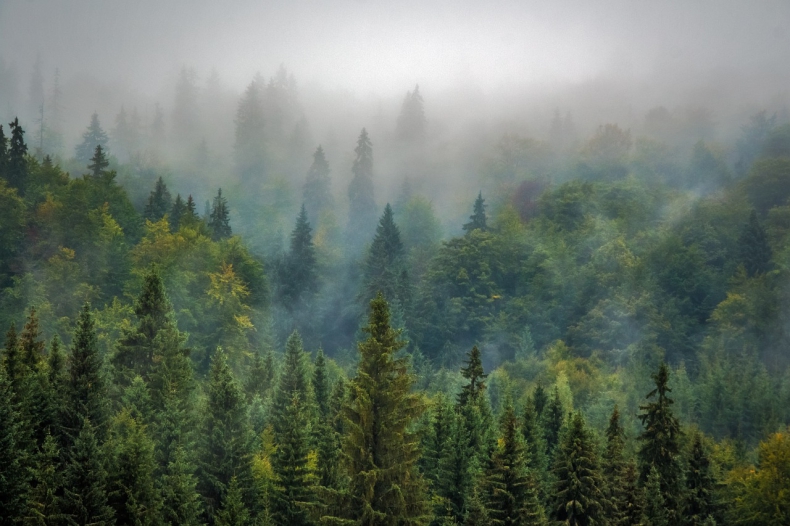 Projekt uchwały PiS: leśnictwo i gospodarka leśna powinny pozostać w wyłącznej gestii poszczególnych krajów UE - ZielonaGospodarka.pl