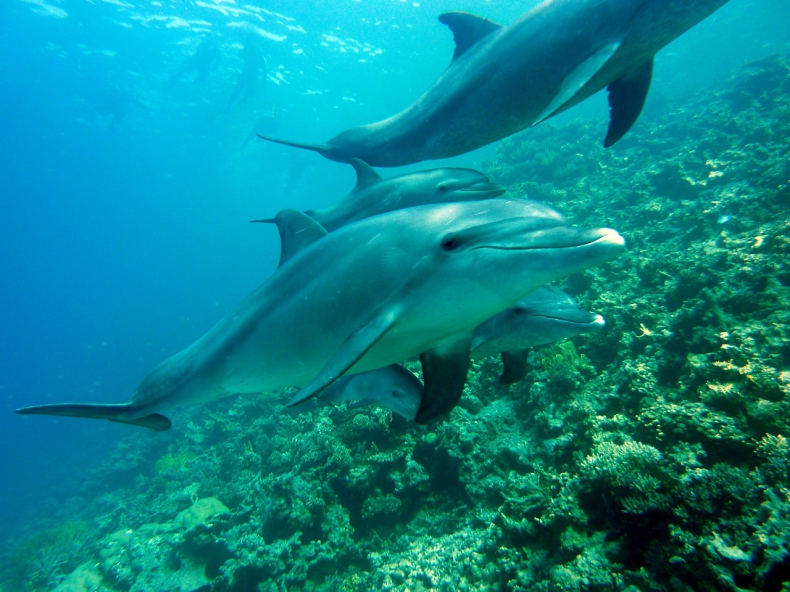 W wyniku wojny na Ukrainie delfinom z Morza Czarnego grozi wyginięcie - ZielonaGospodarka.pl