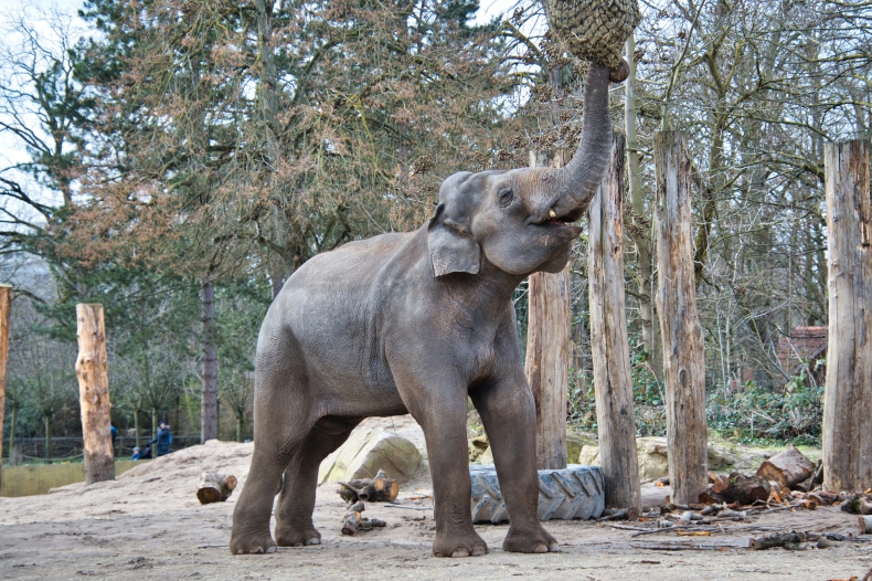 Azjatyckie słonie tracą swoje środowisko naturalne - ZielonaGospodarka.pl