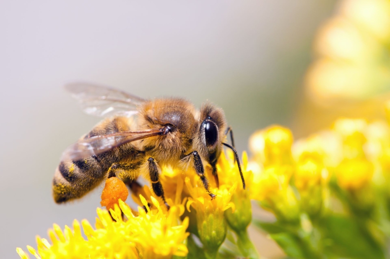 Szef MEiN chce rozszerzyć program edukacyjny dotyczący ochrony pszczół - ZielonaGospodarka.pl