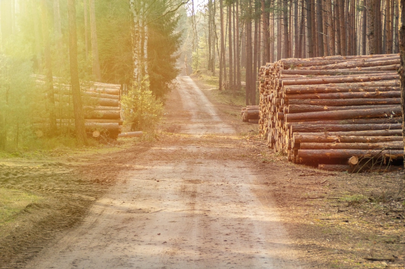 Lasy w Polsce są wycinane masowo. Organizacje ekologiczne apelują o większą kontrolę prowadzonej gospodarki leśnej [WIDEO] - ZielonaGospodarka.pl