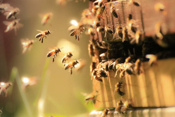 Kanada ogranicza pestycydy, aby chronić pszczoły  - ZielonaGospodarka.pl