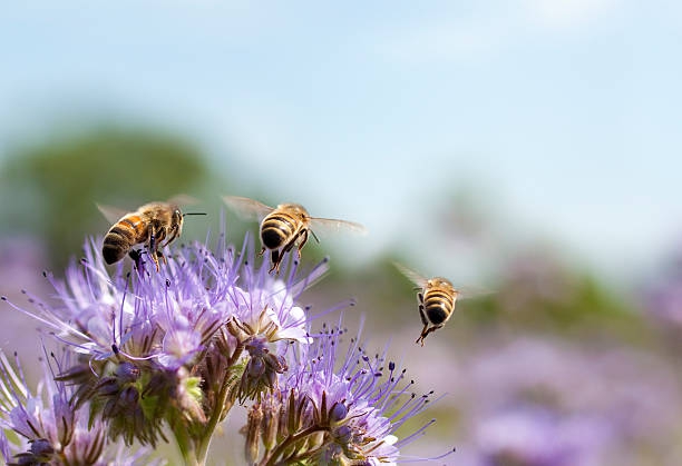 Pszczoły też potrzebują zbilansowanej diety - ZielonaGospodarka.pl