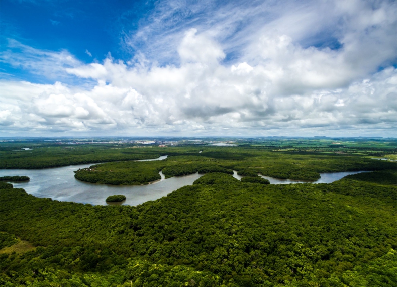 Osiem państw Ameryki Łacińskiej podejmuje wspólną próbę ratowania lasów Amazonii - ZielonaGospodarka.pl