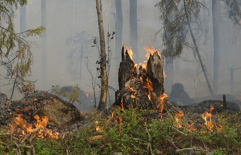 Portugalia. 20 dużych pożarów lasów i łąk wraz falą upałów; trwa ewakuacja ludności - ZielonaGospodarka.pl