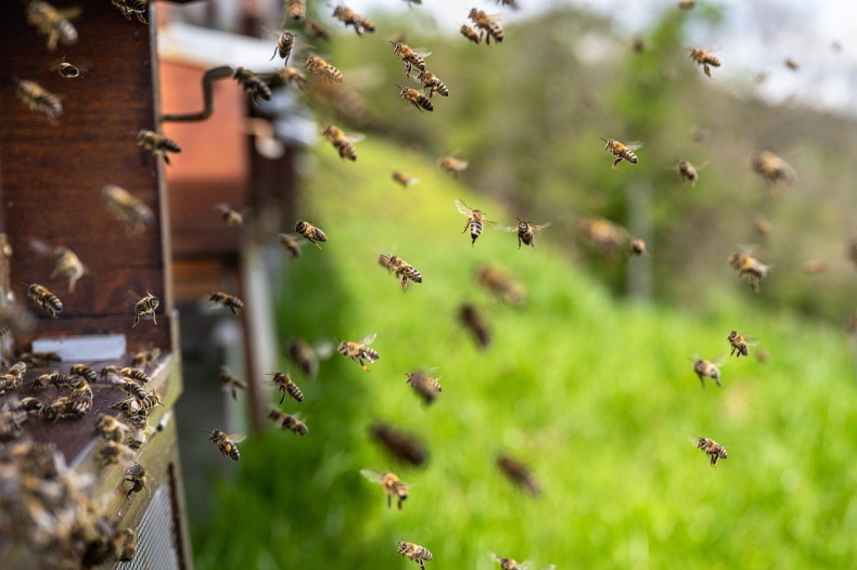 Populacje pszczół zagrożone falami upałów nie mniej niż ludzie - ZielonaGospodarka.pl