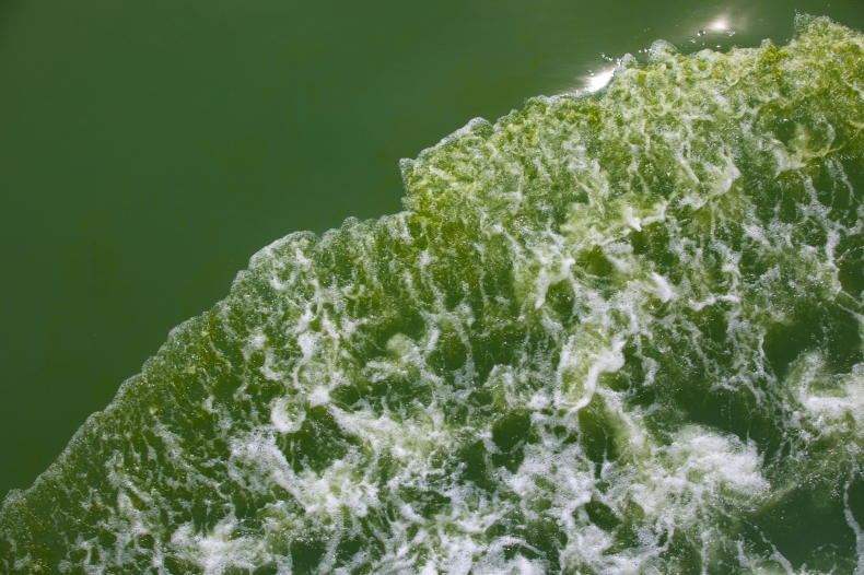 Krótsze zakwity fitoplanktonu na Oceanie Południowym wpłyną na pochłanianie dwutlenku węgla - ZielonaGospodarka.pl