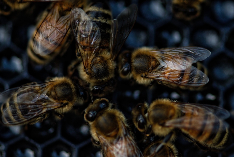 Kanada. 5 mln pszczół spadło z ciężarówki na autostradzie - ZielonaGospodarka.pl