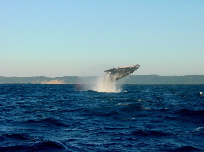 Islandczycy znów będą polować na wieloryby - ZielonaGospodarka.pl