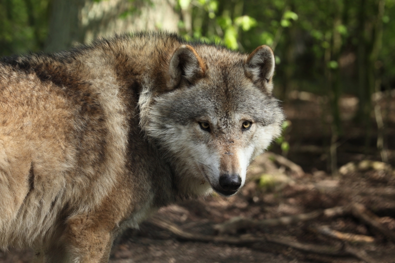 Wilki w niektórych regionach Europy stały się zagrożeniem dla ludzi. KE rozważa zmianę statusu ochrony wilków - ZielonaGospodarka.pl