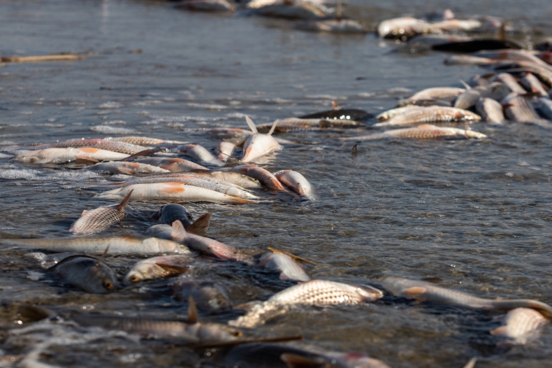 W Saksonii-Anhalt wyłowiono 6 ton martwych ryb - ZielonaGospodarka.pl