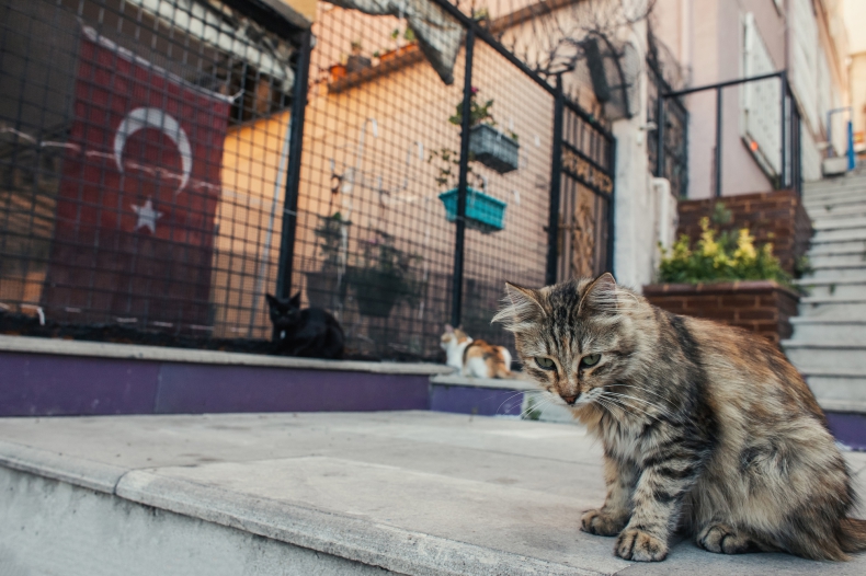 Dzięki projektowi "Zadbajmy o zwierzęta" powstanie 12 domków dla kotów wolnożyjących  - ZielonaGospodarka.pl