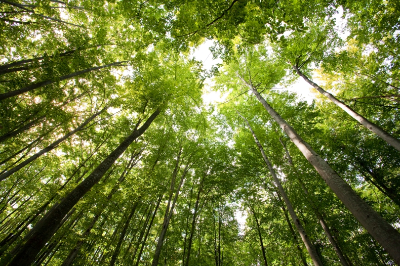 Badania pokazują jak lasy i zieleń pozytywnie wpływają na samopoczucie ludzi - ZielonaGospodarka.pl
