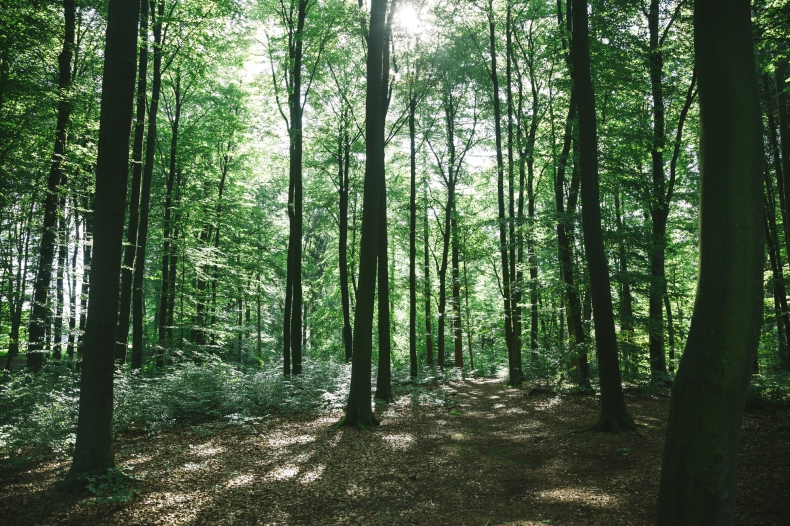 Europejskie lasy same się regenerują - ZielonaGospodarka.pl
