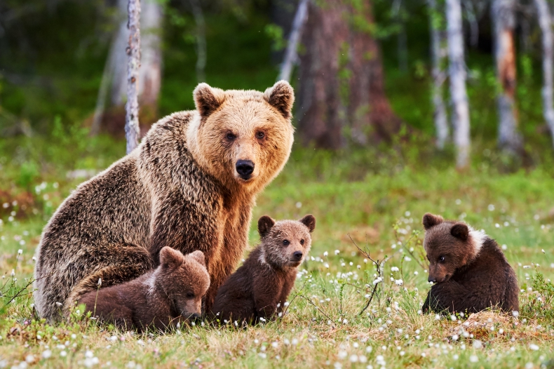 W Japonii 80 proc. niedźwiadków umarło wskutek ocieplenia klimatu - ZielonaGospodarka.pl