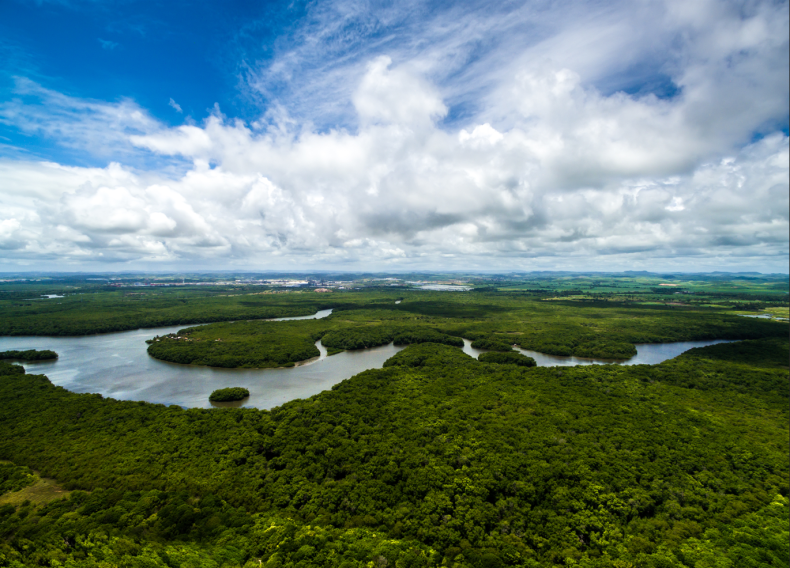 Klęska suszy w Amazonii - poziom wód jeden z najniższych w historii - ZielonaGospodarka.pl