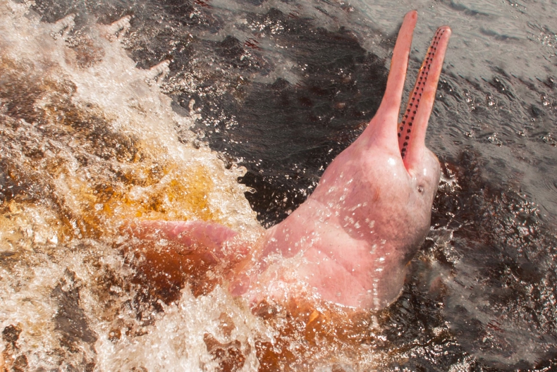 Ponad 100 martwych różowych delfinów w Amazonii. Przyczyna: susza - ZielonaGospodarka.pl