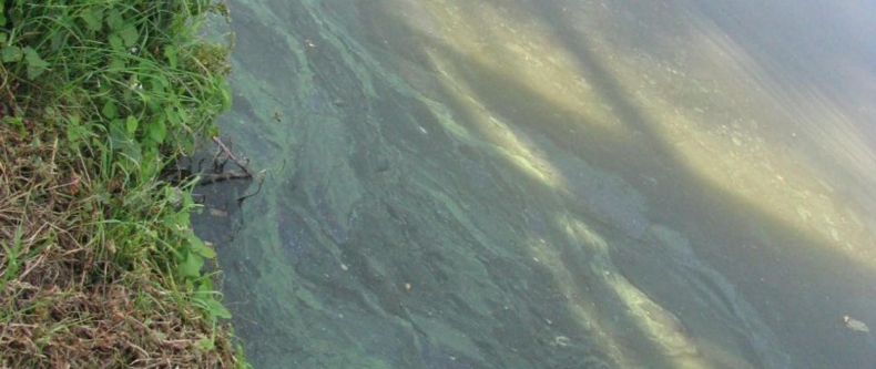 Mimo niskich temperatur złota alga nadal utrzymuje się w starorzeczach Odry - ZielonaGospodarka.pl