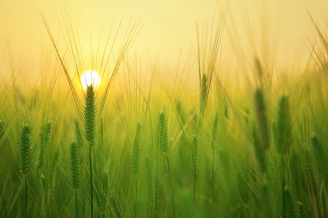 Zmiany klimatu zagrażają rolnictwu na całym świecie - ZielonaGospodarka.pl