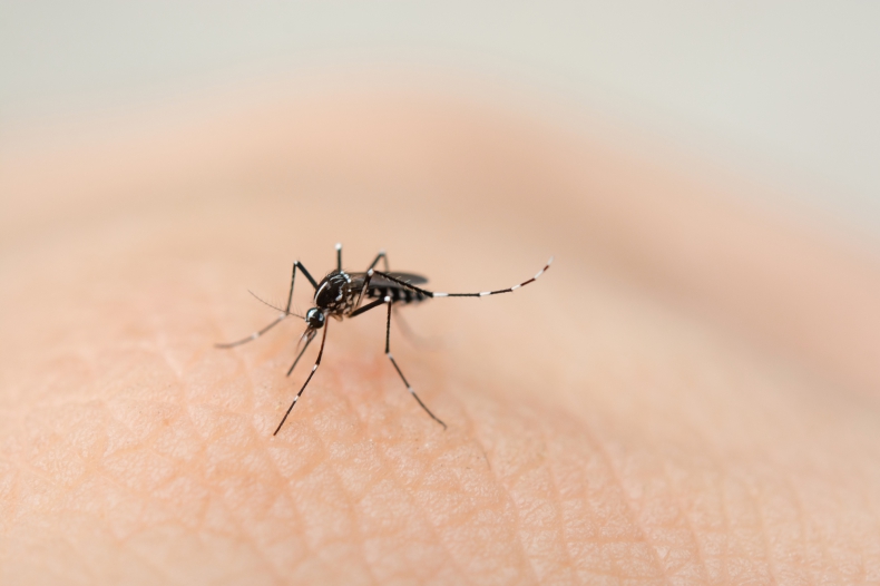 Z powodu globalnego ocieplenia komary będą nękać Włochów co najmniej do końca grudnia - ZielonaGospodarka.pl
