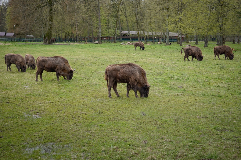 Białowieski Park Narodowy wydzierżawił od rolników ponad 100 ha łąk dla żubrów - ZielonaGospodarka.pl