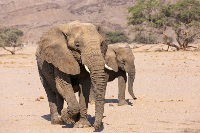 W Zimbabwe kilkadziesiąt słoni zginęło wskutek zmian klimatu i suszy - ZielonaGospodarka.pl