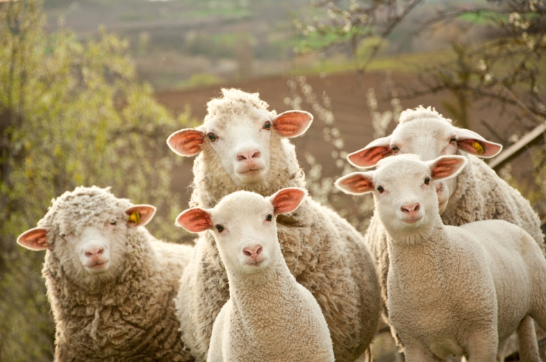Dotacje na kulturowy wypas owiec, który jest uznawany za ekologiczny sposób zachowania bioróżnorodności - ZielonaGospodarka.pl