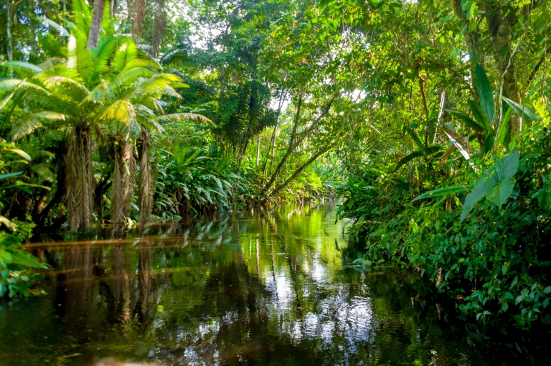 Wylesianie amazońskiej dżungli spadło o połowę - ZielonaGospodarka.pl