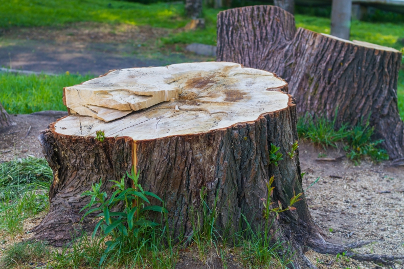 Wycinka 36 zabytkowych drzew w szpitalnym parku w Radomiu; dyrektor lecznicy uznany za winnego - ZielonaGospodarka.pl