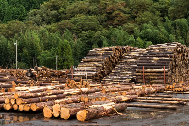 MKiŚ: decyzja o wstrzymaniu wycinek w niektórych lasach jest legalna - ZielonaGospodarka.pl