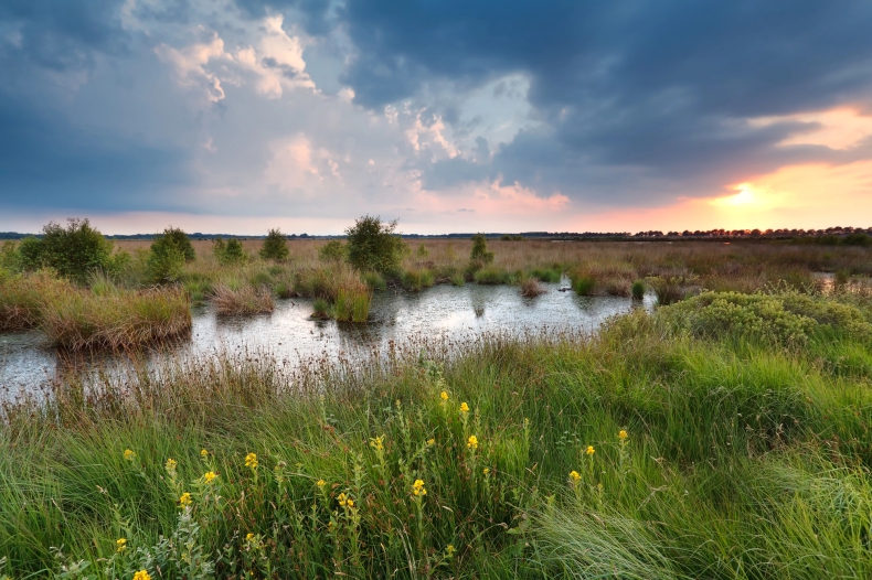 Mokradła to najszybciej ginące ekosystemy świata - ZielonaGospodarka.pl