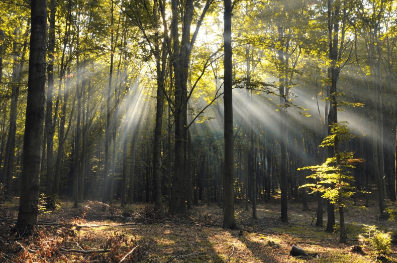 Wiceminister klimatu: nieformalnie powołaliśmy zespół ds. ochrony lasów cennych przyrodniczo i ważnych społecznie - ZielonaGospodarka.pl