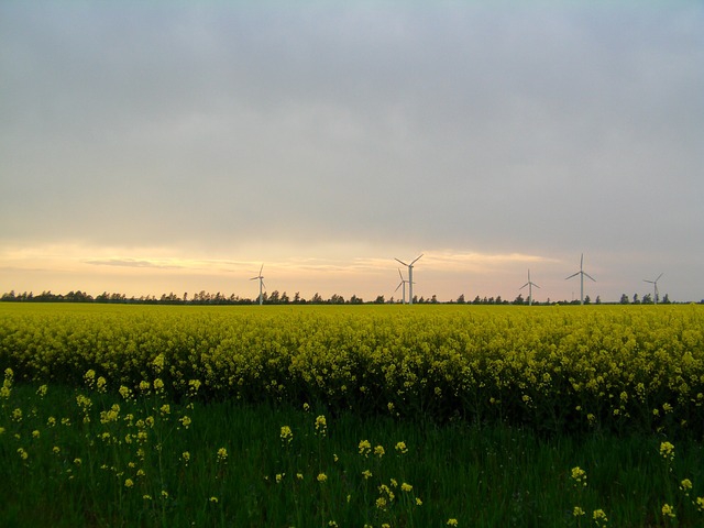 Powiew nadziei w energetyce wiatrowej Niemiec. Rozstrzygnięto majowe aukcje OZE - ZielonaGospodarka.pl