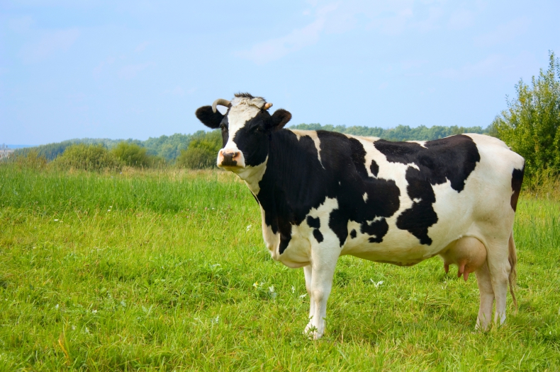 Dania walczy z metanem wydzielanym przez krowy  - ZielonaGospodarka.pl