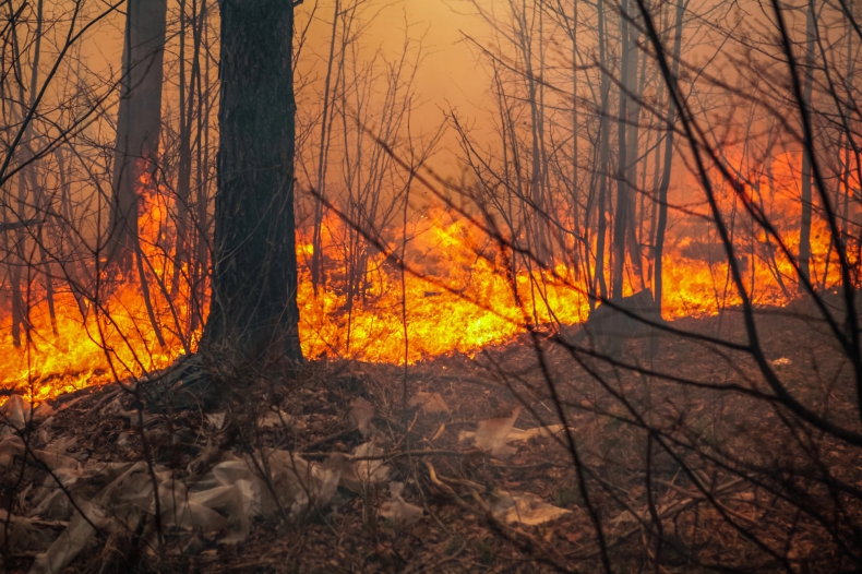 Instytut leśnictwa: w najbliższych dniach duże zagrożenie pożarowe lasów - ZielonaGospodarka.pl