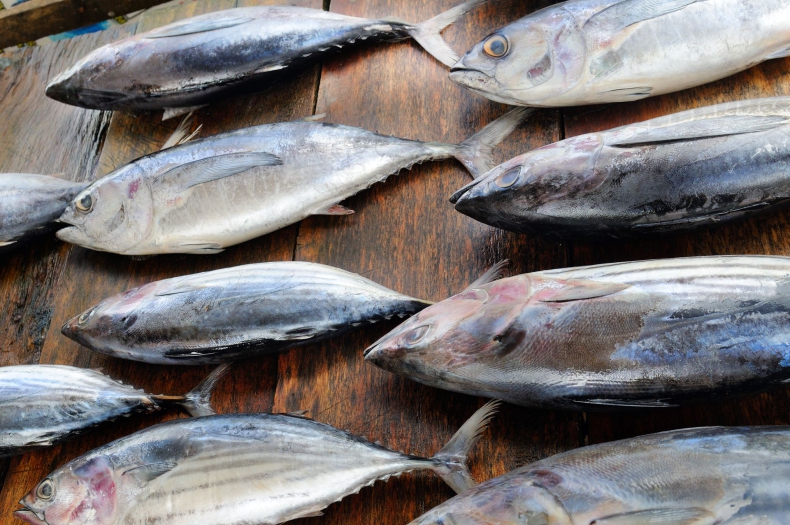 Komisja ds. Tuńczyka na Oceanie Indyjskim osiągnęła porozumienie w sprawie zrównoważonego rybołówstwa - ZielonaGospodarka.pl