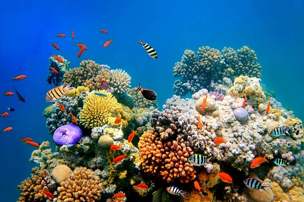UNESCO apeluje: Wielka Rafa Koralowa powinna trafić na listę zagrożonego światowego dziedzictwa - ZielonaGospodarka.pl