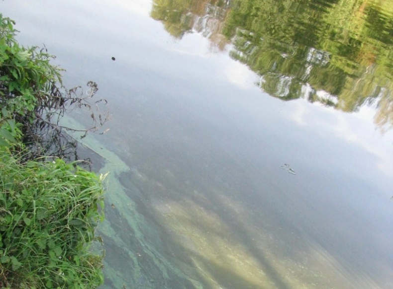 GIOŚ: zmiany pogody mogą pobudzić złote algi do zwiększenia produkcji toksyn - ZielonaGospodarka.pl