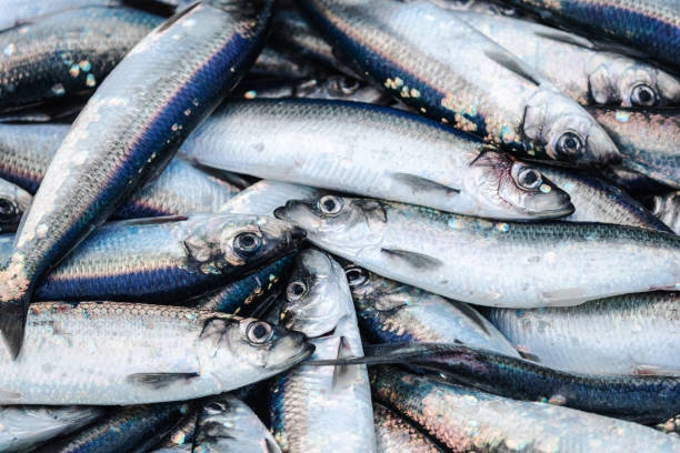 Bałtyckie ryby trafiają na europejskie stoły - 27 czerwca światowym dniem rybołówstwa - ZielonaGospodarka.pl