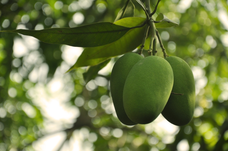 Grecki rząd sprawdza, czy w ocieplonym klimacie da się uprawiać mango, liczi i awokado - ZielonaGospodarka.pl